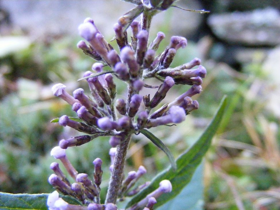 Buddleja davidii